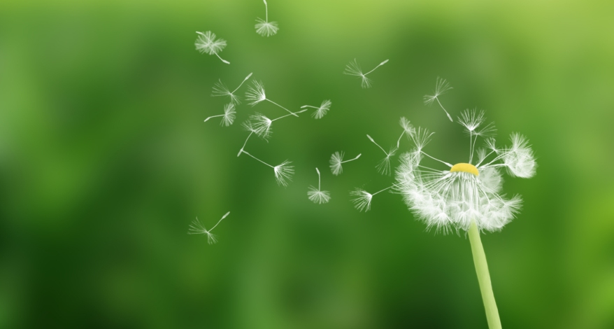 Wind bläst in eine Pusteblume