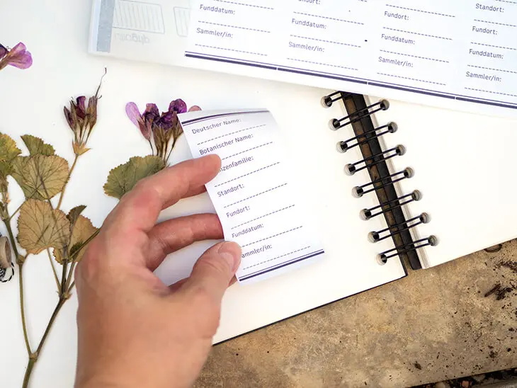Jemand klebt ein Avery Zweckform Etikett in ein Herbarium. Foto: Johanna Rundel