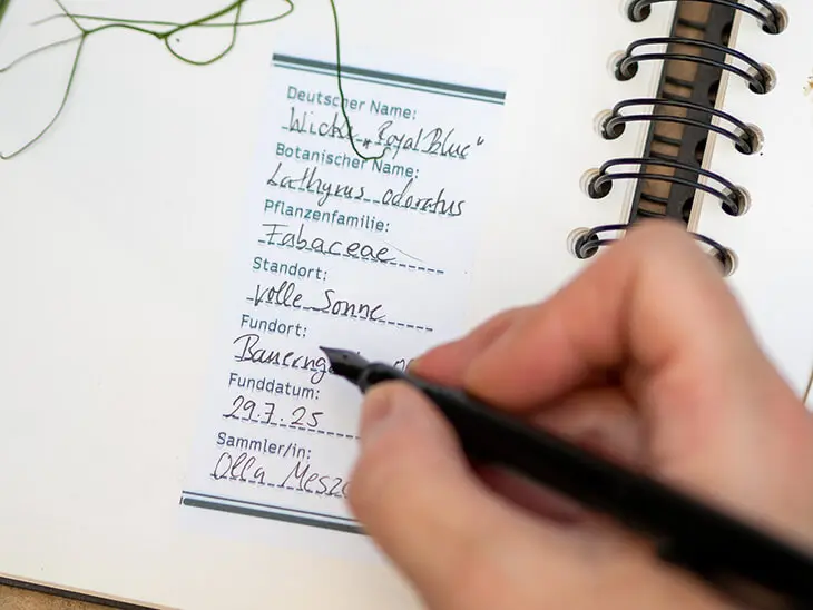 Jemand füllt ein Herbarium-Etikett von Avery Zweckform aus. Foto: Johanna Rundel