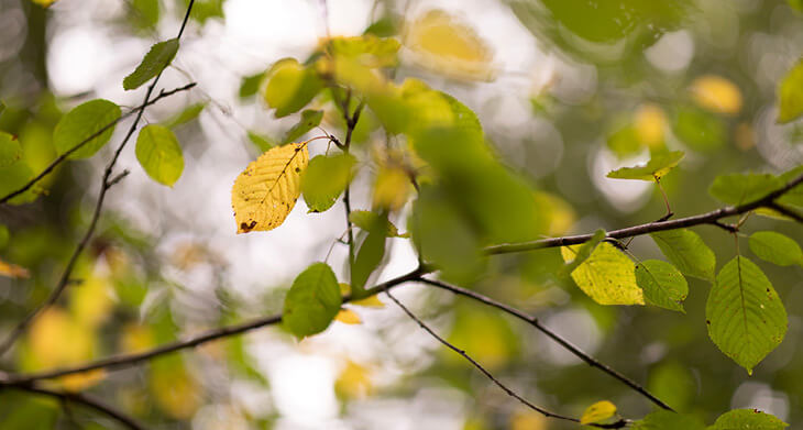 Blick auf die zarten Äste einer Buche: Ein gelbes Blatt ist scharfgestellt, die anderen Blätter des Baums verschwimmen im Vorder- und Hintergrund.