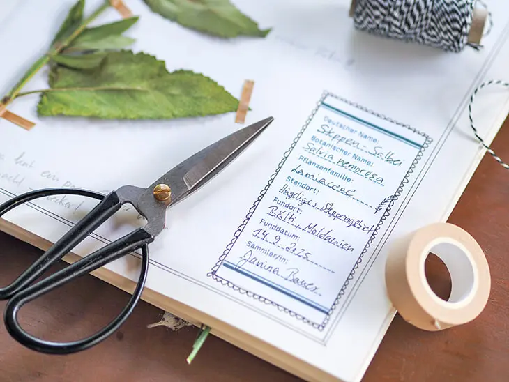 Aufgeschlagenes Herbarium mit Etikett von Avery Zweckform. Foto: Johanna Rundel