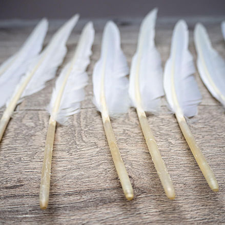 Auf einem rustikalen Holzuntergrund liegen mehrere weiße Gänsefedern in einer Reihe. Die Kiele zeigen zum Betrachter. Foto: Johanna Rundel