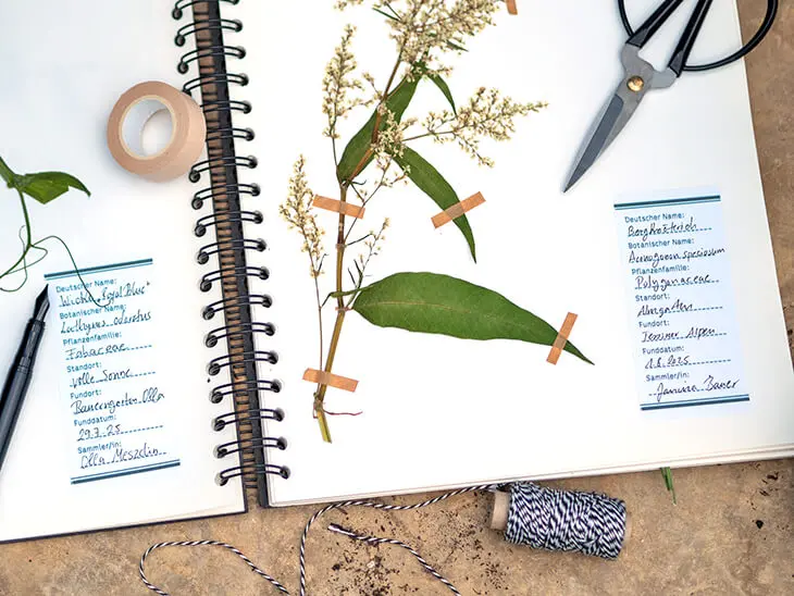Ein aufgeschlagenes Herbarium mit Etiketten von Avery Zweckform. Foto: Johanna Rundel