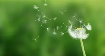 Es ist nicht leicht, auf Trauerkarten Beileid und Anteilnahme auszudrücken. Anregungen dazu finden Sie bei Röhm in Sindelfingen und im Onlineshop.