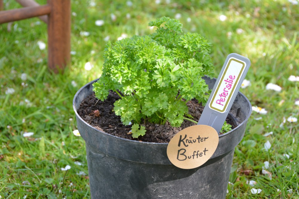 Einmit Kräutern bepflanzter Topf steht im Garten auf der Wiese. In der Erde im Topf steckt ein Schild mit der Aufschrift "Petersilie" und außen am Topf klebt ein Etikett mit der Aufschrift "Kräuter-Buffet".