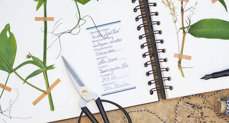 Ein aufgeschlagenes Herbarium mit Etikett von Avery Zweckform. Foto: Johanna Rundel