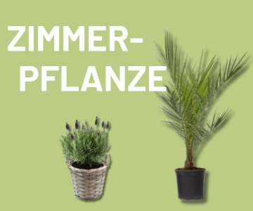 Zimmerpflanzen, neu im Sortiment