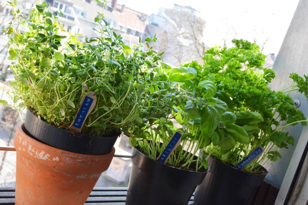 Auf einer Fensterbank stehen drei Blumentöpfe mit frischen Kräutern darin. In den Pflanzen stecken Eisstiele, die mit einem Dymo Prägegerät beschriftet wurden. Darauf zu lesen, sind die Worte "Thymian", "Basilikum" und "Petersilie"