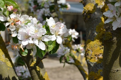 Nahaufnahme von weißen Kirschblüten an einem Kirschbaum. 