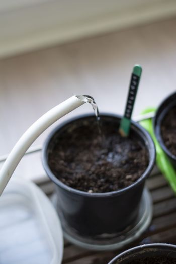 Aus einer weißen Gieskanne rinnt Wasser in einen gefüllten Blumentopf. Dieser ist mit Erde gefüllt und wurde mit Hilfe eines Eisstiels und eines Prägegeräts beschriftet. 