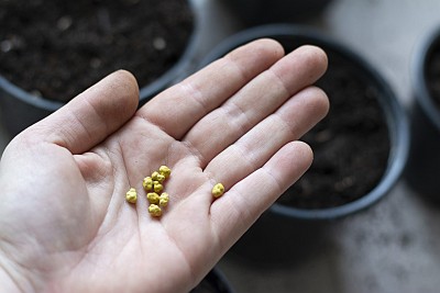 In einer geöffneten Hand liegen einige gelbfarbene Blumensamen. Im Hintergrund sind einige Blumentöpfe unscharf zu erkennen, die mit Blumenerde gefüllt sind.